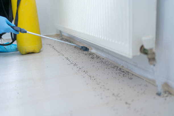 Best Ant Control Services  in San Miguel, CA